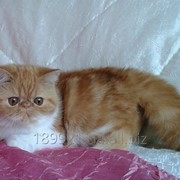 EXO sh girl RED & WHITE . 6 months фото