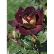 Розы чайно-гибридные фото