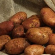 Картофель сорт Тирас фото