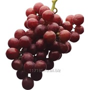 Концентрированный сок красного винограда фото