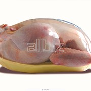 Продукция птицеводства. Курятина и субпродукты. Мясо цыплят