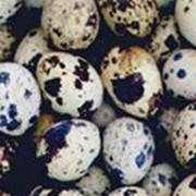 Перепелиные яйца пищевые оптом (насып), Украина