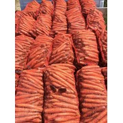 Морковь голландских сортов фото