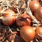 Семена лука Лайза F1 (250 000 cемян) 