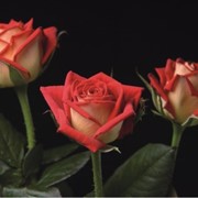 Розы "Нью Фешн"