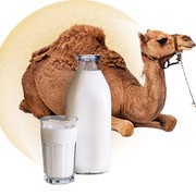 Молоко верблюда