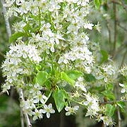 Слива Prunus Mahaleb 50-80 фотография