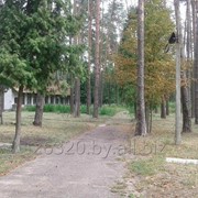 Участок под Гомелем 5,5 га с постройками фото