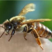 Пчеломатки породы Карпатка фото