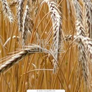 Пшеница второго класса фото