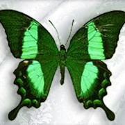 Бабочка Papilio Palinurus фото