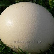 Яйцо страуса столовое фото