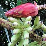 Семена Musa muluensis (Банан Мулу) , Семена бананы фото