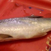 Рыба Threadfin Fish