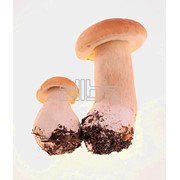 Грибы съедобные фото