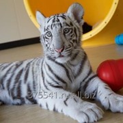Tiger cubs for sale фото