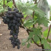 Саженцы винограда Черная вишня фото