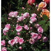 Саженцы однолетних роз Frau Eva Schubert фото