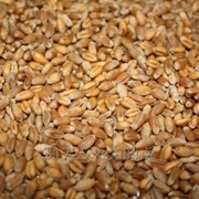 Пшеница, Целина - 50, I - репродукция фотография