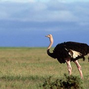 Продаются семья африканских страусов фото