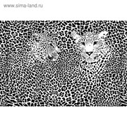 Фотообои “Черно-белые леопарды“ M 704 (3 полотна), 300х200 см фотография
