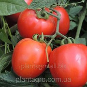 Семена томатов Рани F1 5000 шт.