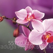 Картина стразами Нежная орхидея 25х25 см фотография