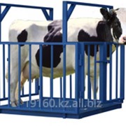 Весы платформенные HERCULES Тип-2 1,0 х 1,0 м фото