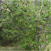 Арония Aronia arbutifolia 60 – 80