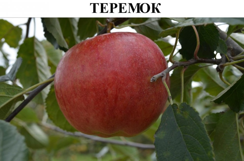 Яблоня теремок. Яблоки теремок. Яблоня богемия. Яблоки теремок. Бребурн яблоня описание сорта.