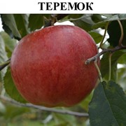Саженцы яблонь Беларусь сорт Теремок