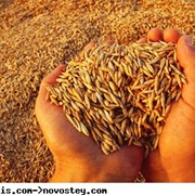 Зерно фуражное зерновые культуры продам в Виннице. фото