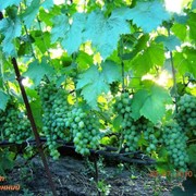 Саженцы винограда сверхранних сортов Элегант сверхранний фото