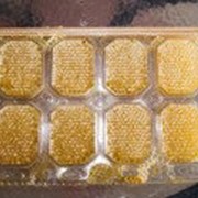 Рамка для сотового мёда "Панский сот 145мм"