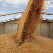 Пшеница на Экспорт от 1000тн фотография