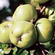 Саженцы яблони Антоновка фото