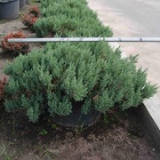 Juniperus horizontalis (можжевельник Горизонтальный) Blue forest фото