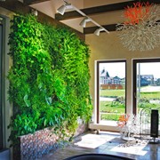 Фитостены фото