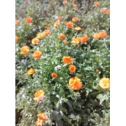 Квіти календули, Календула лекарственная фото