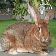 Кролик порода - Серый Великан фото