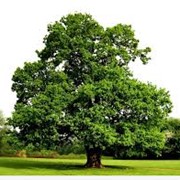 Дуб Quercus Petraea 90-120 фото