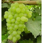Виноградный концентрат, белого винограду фото