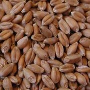 Экспорт, продажа семен пшеницы г.Одесса фото