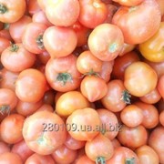 Ми вирощуємо овочі: помідор, огірок, кабачок, кріп, петрушка, салат, рукола для українського ринку. фото