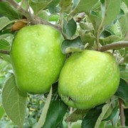Саженцы яблонь Зимнее лимонное фотография