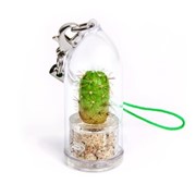 Оттонис Minicactus брелок с живым растением фотография