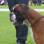 Пти брабансон фото