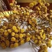 Пижма цветы фото