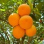 Купить Эфирное масло апельсина (0,5-50 кг) фото