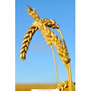 Пшеница золотая фотография